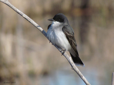 Tyran tritri - Eastern Kingbird