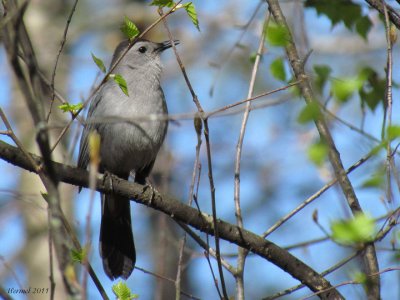 Moqueur-chat - Gray Catbird