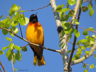 Oriole de Baltimore - Baltimore Oriole