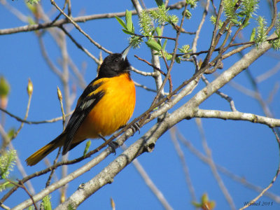 Oriole de Baltimore - Baltimore Oriole