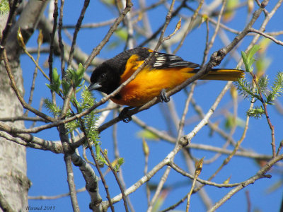 Oriole de Baltimore - Baltimore Oriole