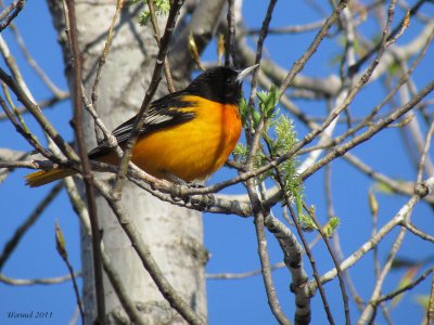 Oriole de Baltimore - Baltimore Oriole