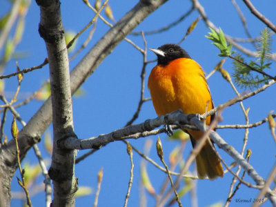 Oriole de Baltimore - Baltimore Oriole