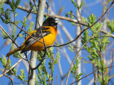 Oriole de Baltimore - Baltimore Oriole