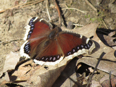 Morio - Mourning Cloak