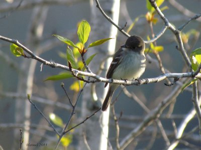 Moucherolle tchbec - Least Flycatcher