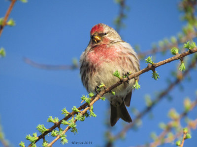 Sizerin flamm - Common redpoll