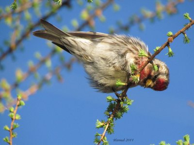 Sizerin flamm - Common redpoll