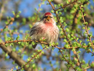 Sizerin flamm - Common redpoll