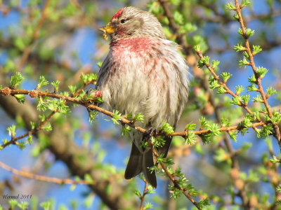 Sizerin flamm - Common redpoll