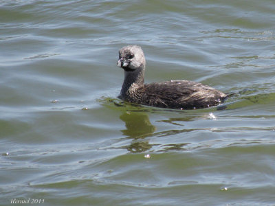 Grbe  bec bigarr - Pied-billed Grebe