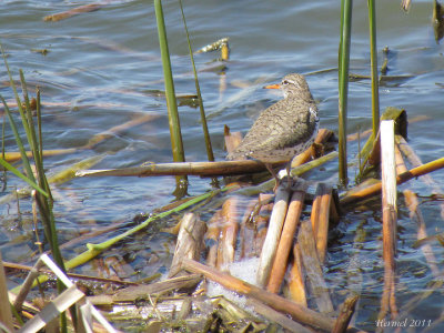 Chevalier grivel - Spotted Sandpiper