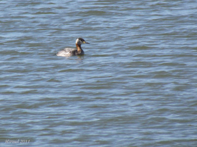 Grebe jougris - Red-necked Grebe