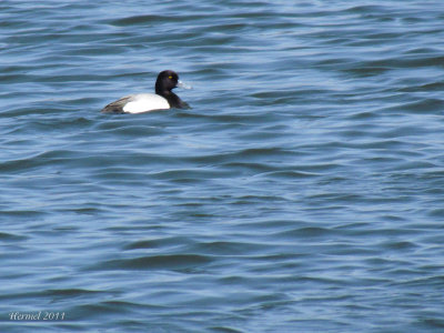 Fuligule milouinan - Greater Scaup