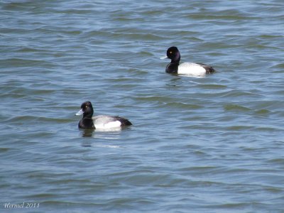 Petit Fuligule - Lesser Scaup