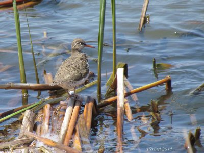 Chevalier grivel - Spotted Sandpiper