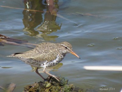 Chevalier grivel - Spotted Sandpiper