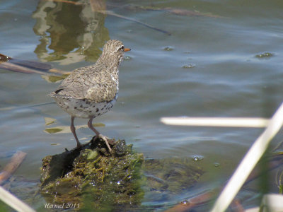 Chevalier grivel - Spotted Sandpiper