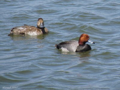 Fuligule  tte rouge -Redhead