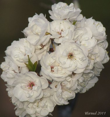 Fleurs de cerisier - Cherry blossom