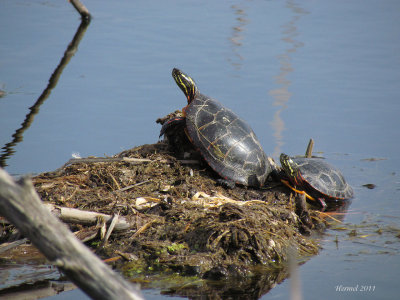 Tortue peinte - Peinted turtle