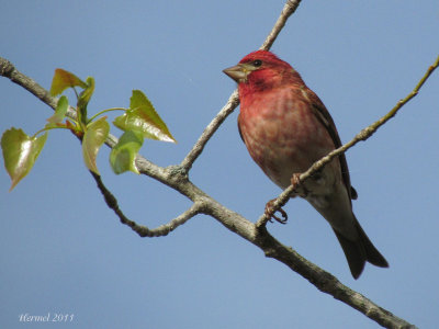 Roselin pourpt - Purple Finch