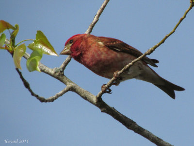 Roselin pourpt - Purple Finch