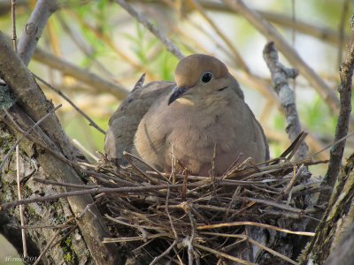 Tourterelle triste - Mourning Dove