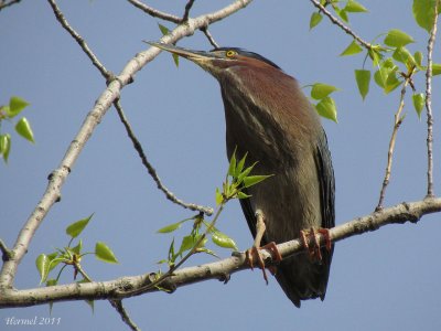 Hron vert - Green Heron