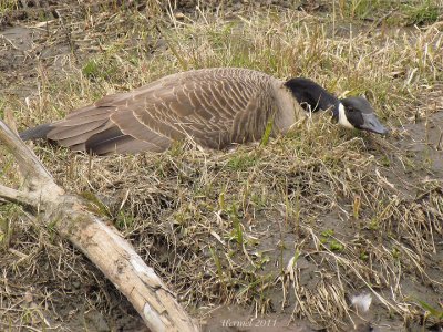 Bernache du canada - Canada Goose