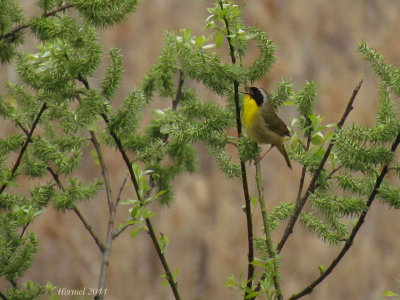 Paruline masquée - Common Yellowthroat