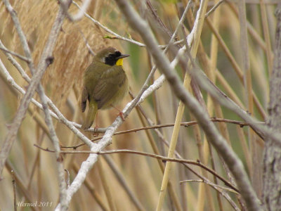 Paruline masque - Common Yellowthroat