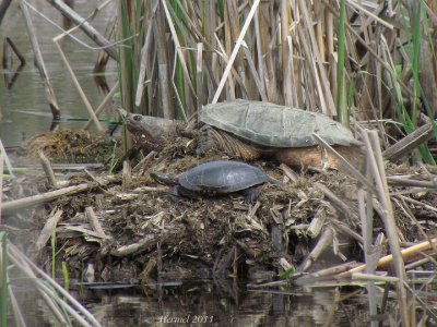 Tortue - Turtle