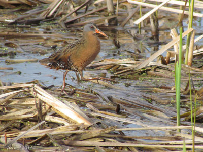 Rle de Virginie - Virginia rail