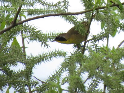 Paruline masque - Common Yellowthroat