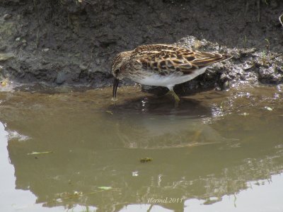 Bcasseau minuscule - Least Sandpiper