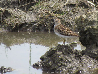 Bcasseau minuscule - Least Sandpiper