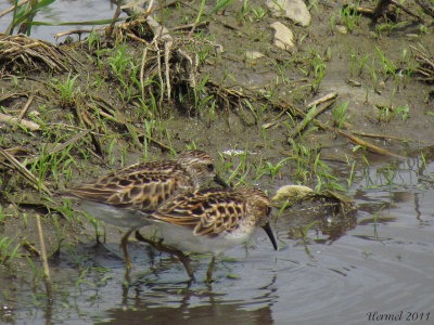 Bcasseau minuscule - Least Sandpiper