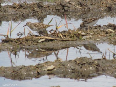 Bcasseau minuscule - Least Sandpiper