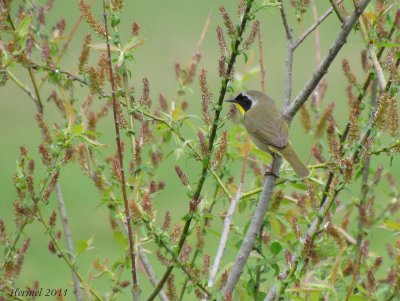 Paruline masque - Common Yellowthroat