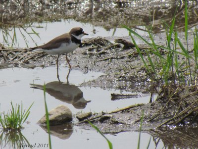 Pluvier Semipalm - Semipalmated Plover