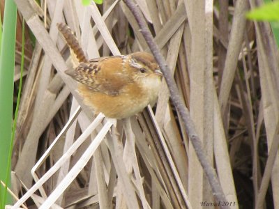 Troglodyte des marais - Marsh Wren