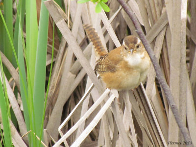 Troglodyte des marais - Marsh Wren