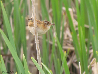 Troglodyte des marais - Marsh Wren