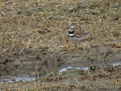 Pluvier Kildir - Kildeer