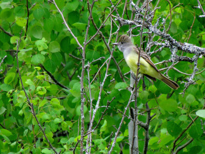 Tyran Hupp - Great Crested Flycatcher