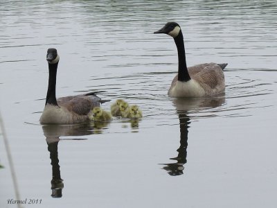 Bernache du canada - Canada Goose