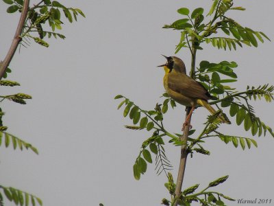 Paruline masque - Common Yellowthroat