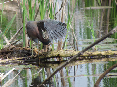 Hron vert - Green Heron