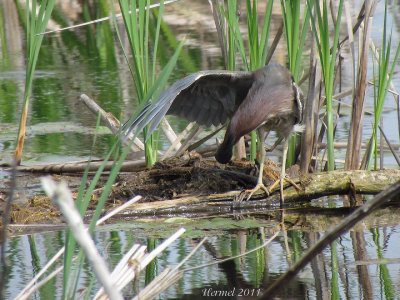 Hron vert - Green Heron